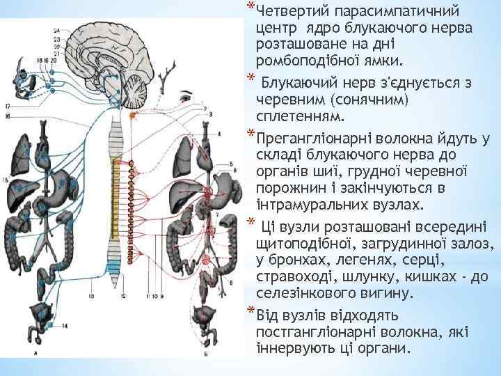 *Четвертий парасимпатичний центр ядро блукаючого нерва розташоване на дні ромбоподібної ямки. * Блукаючий нерв