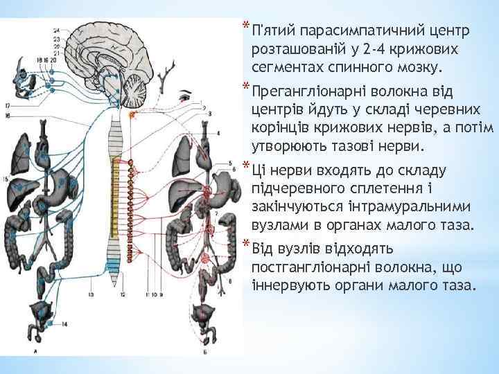 *П'ятий парасимпатичний центр розташованій у 2 -4 крижових сегментах спинного мозку. *Прегангліонарні волокна від