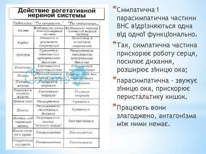 *Симпатична і парасимпатична частини ВНС відрізняються одна від одної функціонально. *Так, симпатична частина прискорює