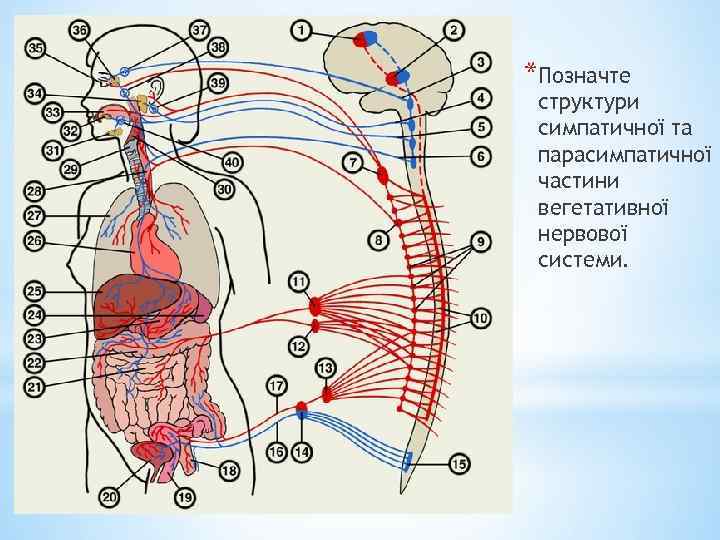 *Позначте структури симпатичної та парасимпатичної частини вегетативної нервової системи. 