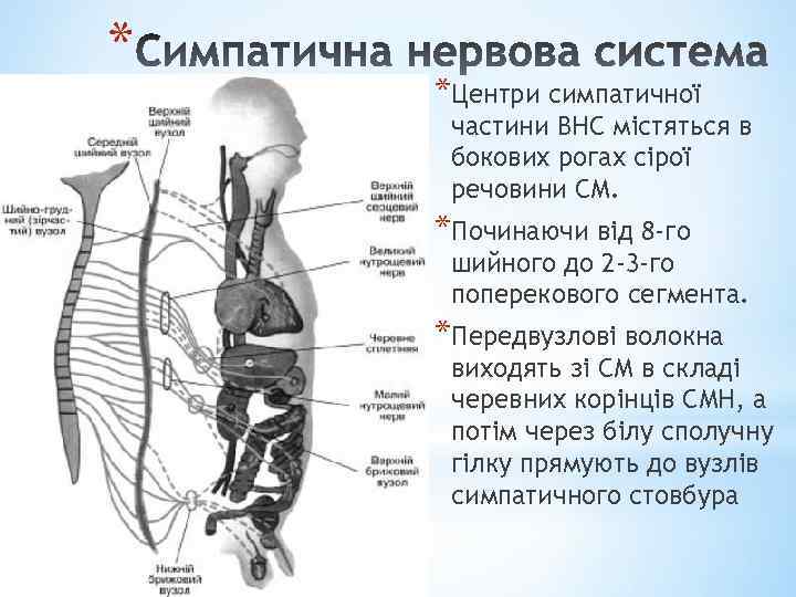 * *Центри симпатичної частини ВНС містяться в бокових рогах сірої речовини СМ. *Починаючи від