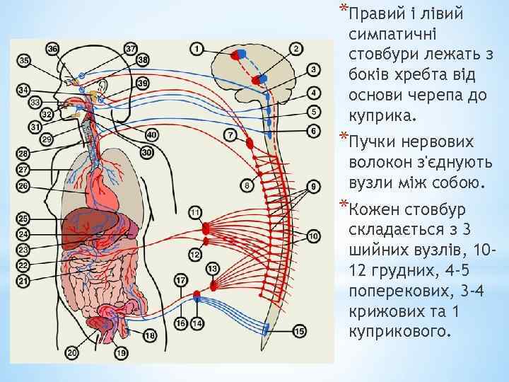 *Правий і лівий симпатичні стовбури лежать з боків хребта від основи черепа до куприка.