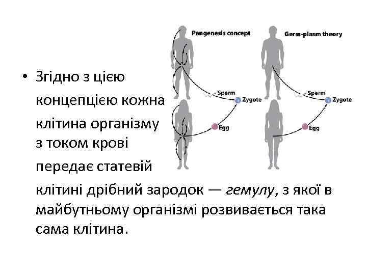  • Згідно з цією концепцією кожна клітина організму з током крові передає статевій