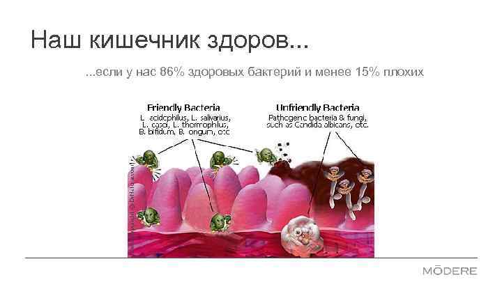 Наш кишечник здоров. . . если у нас 86% здоровых бактерий и менее 15%