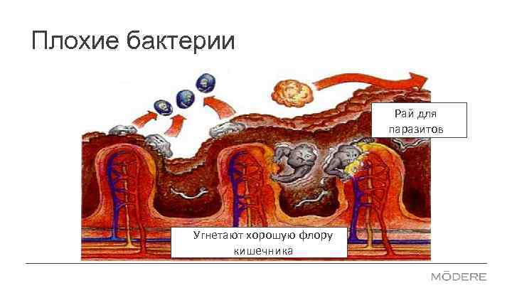 Плохие бактерии Рай для паразитов Угнетают хорошую флору кишечника 