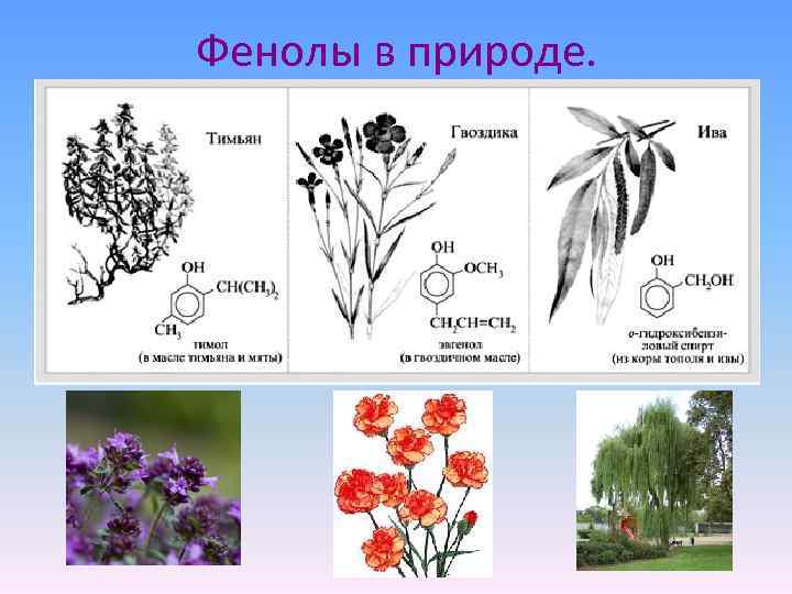 Фенолы в природе. 
