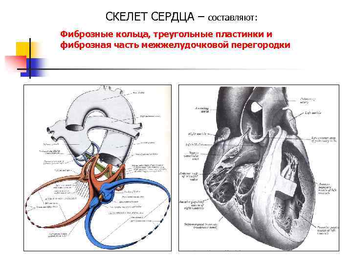 Скелет сердца. Межжелудочковая перегородка анатомия. Фиброзный скелет и клапаны сердца. Функции мягкого скелета сердца. Анатомия межжелудочковой перегородки сердца.