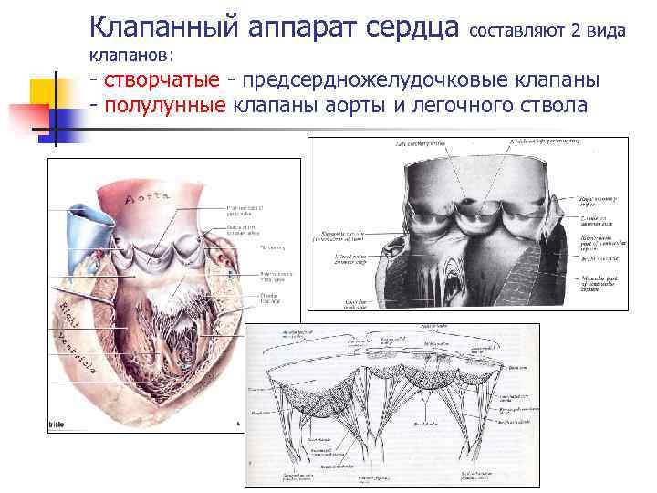 Рисунок клапанный аппарат сердца