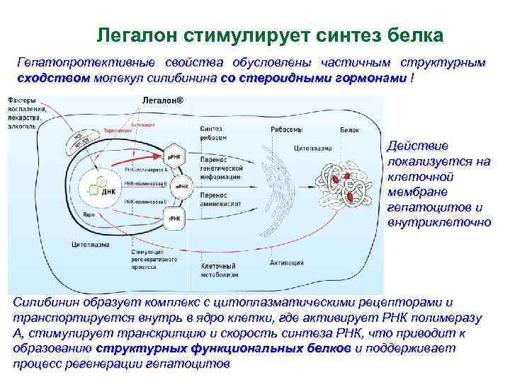 Легалон стимулирует синтез белка Гепатопротективные свойства обусловлены частичным структурным сходством молекул силибинина со стероидными