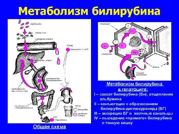 Метаболизм билирубина в гепатоците: Общая схема I – захват билирубина (Бн), отщепление альбумина II