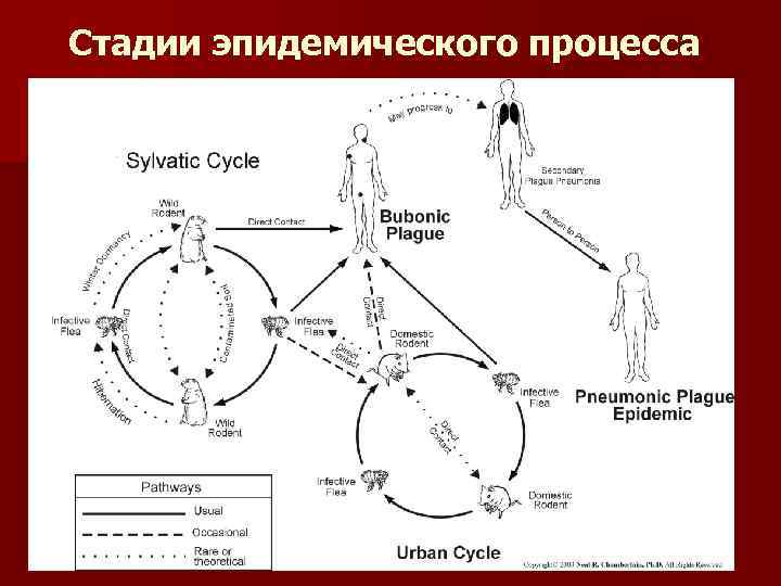 Стадии эпидемического процесса чумы 