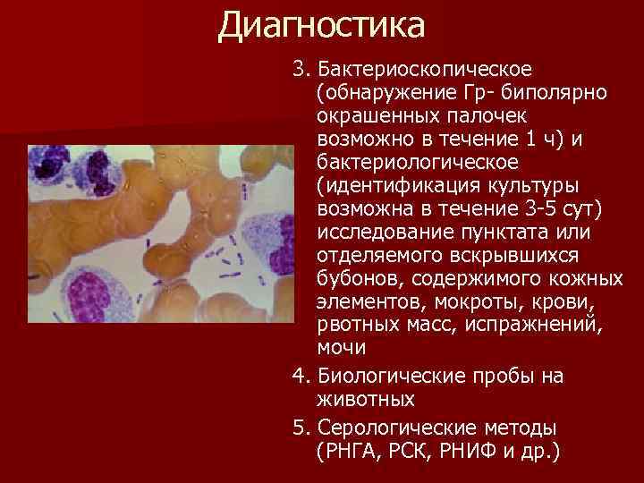 Диагностика 3. Бактериоскопическое (обнаружение Гр- биполярно окрашенных палочек возможно в течение 1 ч) и