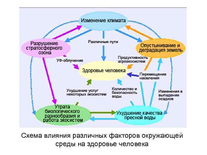 Схема влияния различных факторов окружающей среды на здоровье человека 