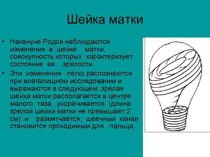 Шейка матки • Накануне Родов наблюдаются изменения в шейке матки, совокупность которых характеризует состояние