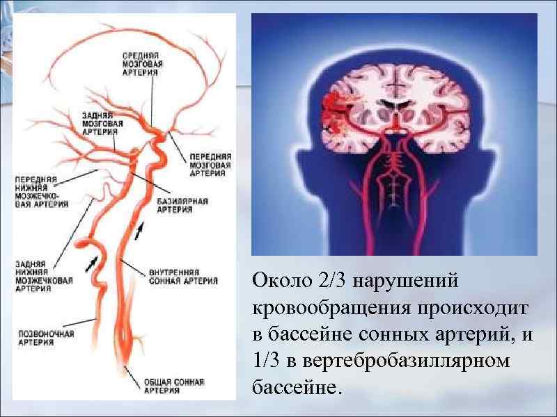 Бассейны мозговых артерий схема