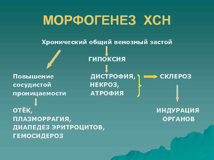 МОРФОГЕНЕЗ ХСН Хронический общий венозный застой ГИПОКСИЯ Повышение сосудистой проницаемости ДИСТРОФИЯ, НЕКРОЗ, АТРОФИЯ ОТЁК,