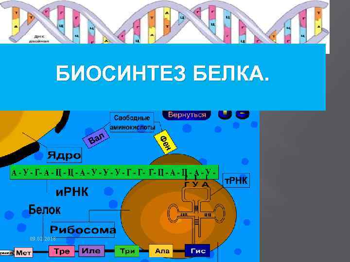 БИОСИНТЕЗ БЕЛКА. 09. 02. 2018 