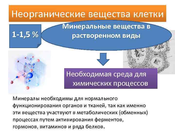 Неорганические вещества клетки 1 -1, 5 % Минеральные вещества в растворенном виды Необходимая среда
