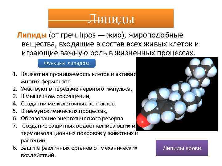 Липиды (от греч. lípos — жир), жироподобные Липиды вещества, входящие в состав всех живых