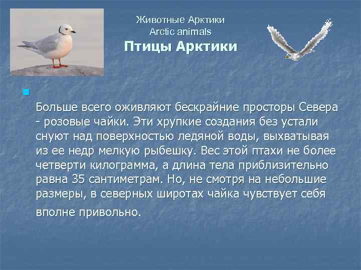 Животные Арктики Arctic animals Птицы Арктики n Больше всего оживляют бескрайние просторы Севера -