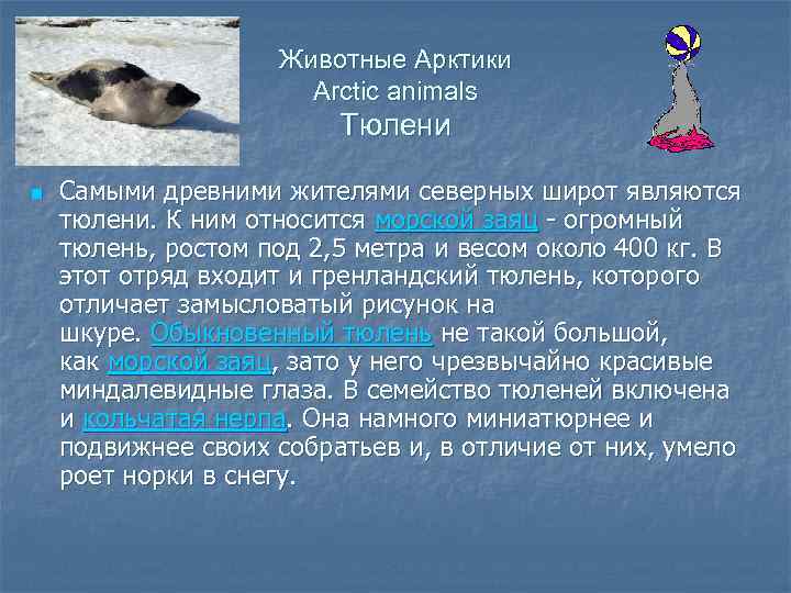 Животные Арктики Arctic animals Тюлени n Самыми древними жителями северных широт являются тюлени. К