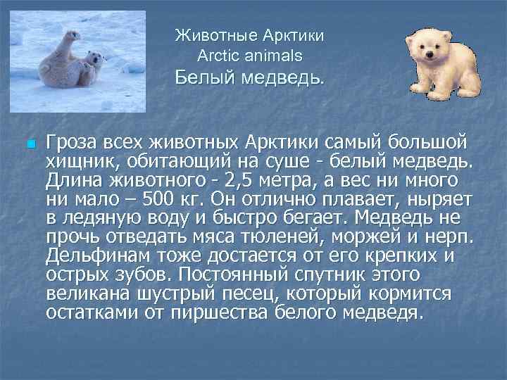 Животные Арктики Arctic animals Белый медведь. n Гроза всех животных Арктики самый большой хищник,