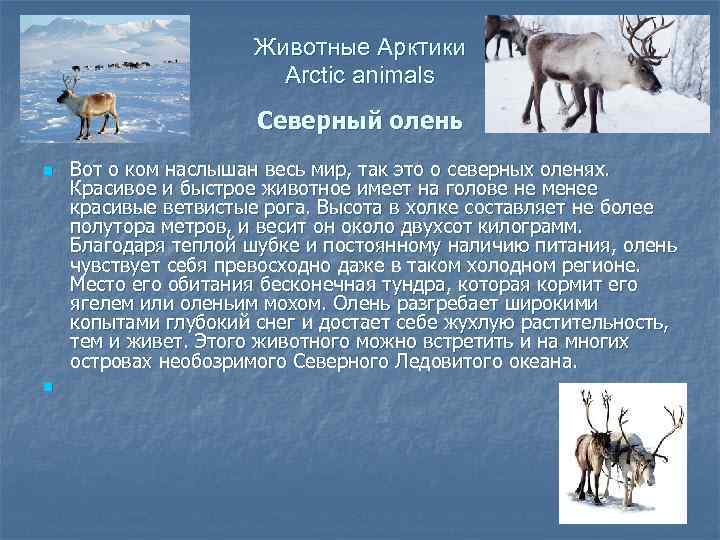 Животные Арктики Arctic animals Северный олень n n Вот о ком наслышан весь мир,