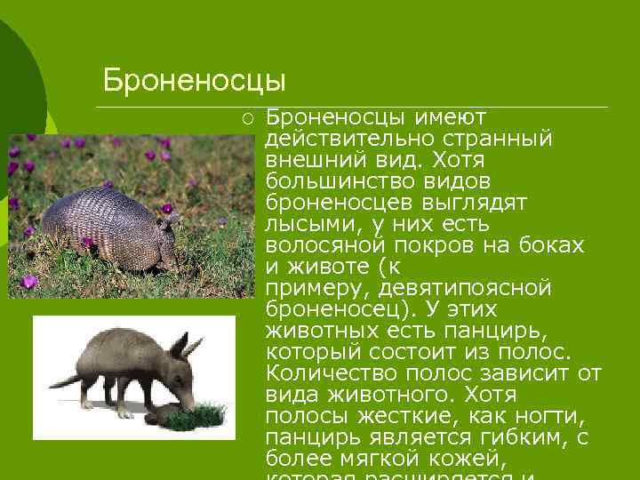Броненосцы ¡ Броненосцы имеют действительно странный внешний вид. Хотя большинство видов броненосцев выглядят лысыми,