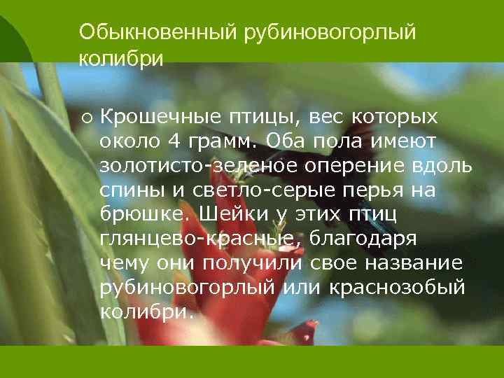 Обыкновенный рубиновогорлый колибри ¡ Крошечные птицы, вес которых около 4 грамм. Оба пола имеют