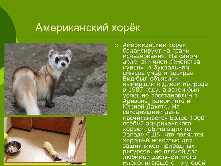 Американский хорёк ¡ Американский хорёк балансирует на грани исчезновения. На самом деле, эти член
