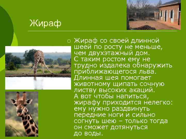 Жираф ¡ Жираф со своей длинной шеей по росту не меньше, чем двухэтажный дом.