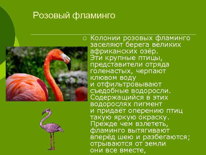 Розовый фламинго ¡ Колонии розовых фламинго заселяют берега великих африканских озёр. Эти крупные птицы,