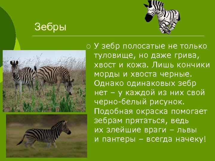 Зебры ¡ У зебр полосатые не только туловище, но даже грива, хвост и кожа.