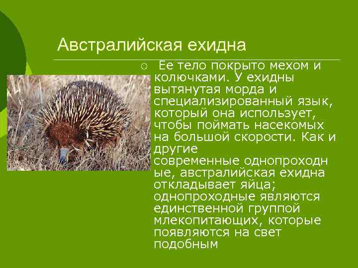 Австралийская ехидна ¡ Ее тело покрыто мехом и колючками. У ехидны вытянутая морда и