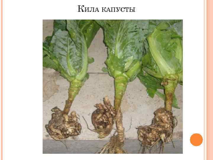 КИЛА КАПУСТЫ 