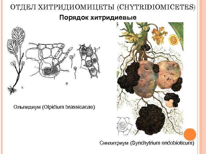 ОТДЕЛ ХИТРИДИОМИЦЕТЫ (CHYTRIDIOMICETES) Порядок хитридиевые Ольпидиум (Olpidium brassicacae) Синхитриум (Synchytrium endobioticum) 