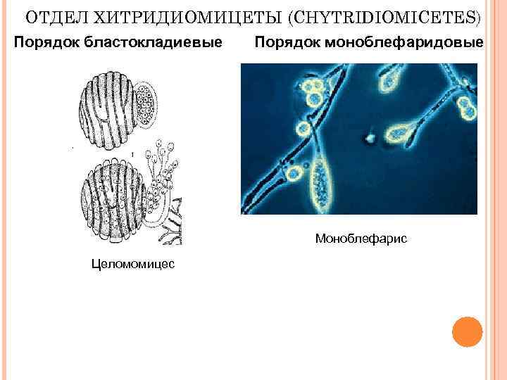 ОТДЕЛ ХИТРИДИОМИЦЕТЫ (CHYTRIDIOMICETES) Порядок бластокладиевые Порядок моноблефаридовые Моноблефарис Целомомицес 