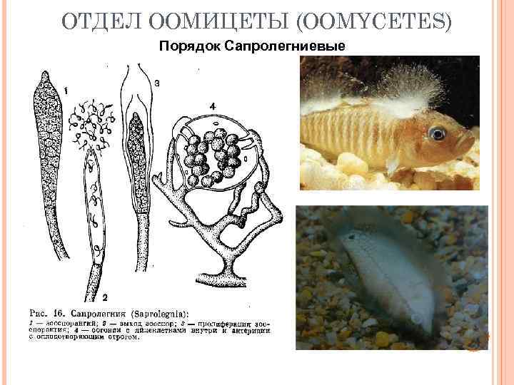 ОТДЕЛ ООМИЦЕТЫ (OOMYCETES) Порядок Сапролегниевые 