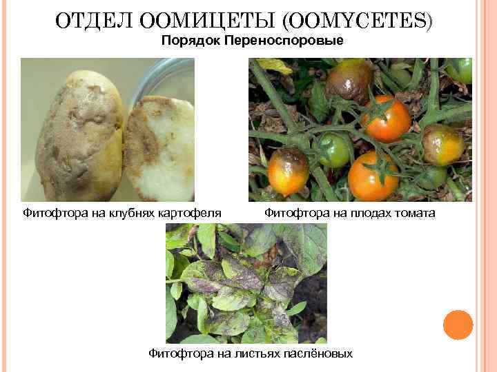 ОТДЕЛ ООМИЦЕТЫ (OOMYCETES) Порядок Переноспоровые Фитофтора на клубнях картофеля Фитофтора на плодах томата Фитофтора