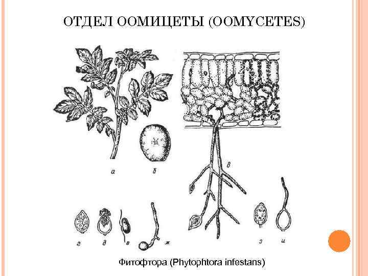 ОТДЕЛ ООМИЦЕТЫ (OOMYCETES) Фитофтора (Phytophtora infestans) 