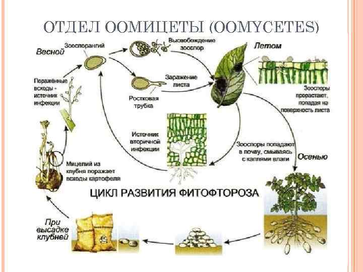 ОТДЕЛ ООМИЦЕТЫ (OOMYCETES) 