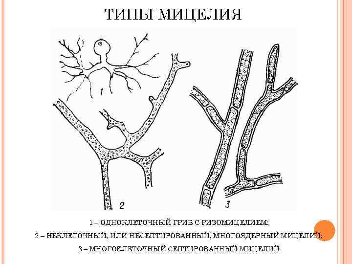 ТИПЫ МИЦЕЛИЯ 1 – ОДНОКЛЕТОЧНЫЙ ГРИБ С РИЗОМИЦЕЛИЕМ; 2 – НЕКЛЕТОЧНЫЙ, ИЛИ НЕСЕПТИРОВАННЫЙ, МНОГОЯДЕРНЫЙ