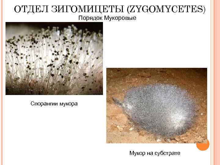 ОТДЕЛ ЗИГОМИЦЕТЫ (ZYGOMYCETES) Порядок Мукоровые Спорангии мукора Мукор на субстрате 