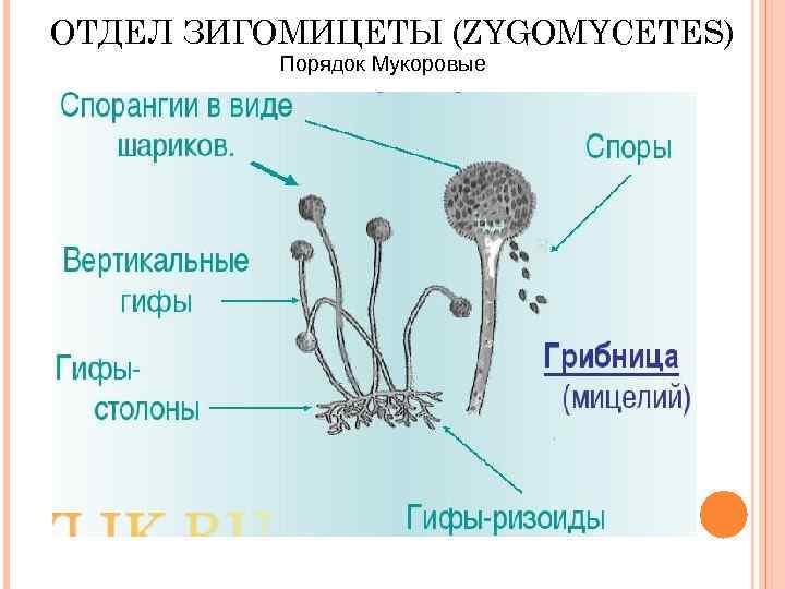 ОТДЕЛ ЗИГОМИЦЕТЫ (ZYGOMYCETES) Порядок Мукоровые 