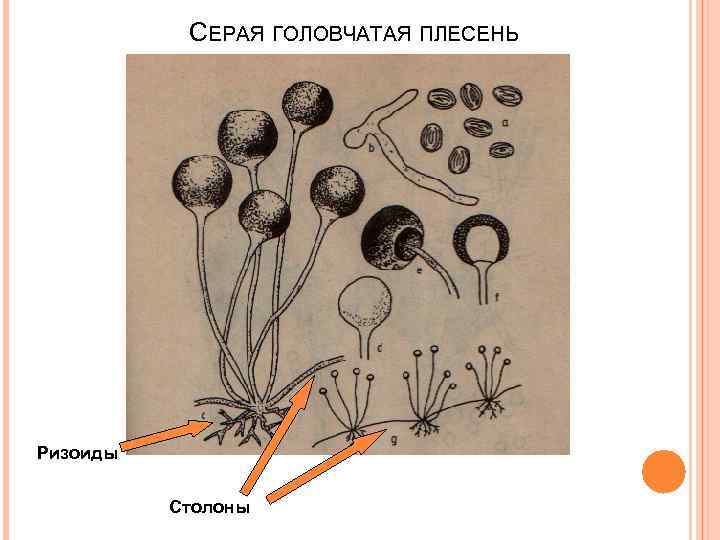 СЕРАЯ ГОЛОВЧАТАЯ ПЛЕСЕНЬ Ризоиды Столоны 