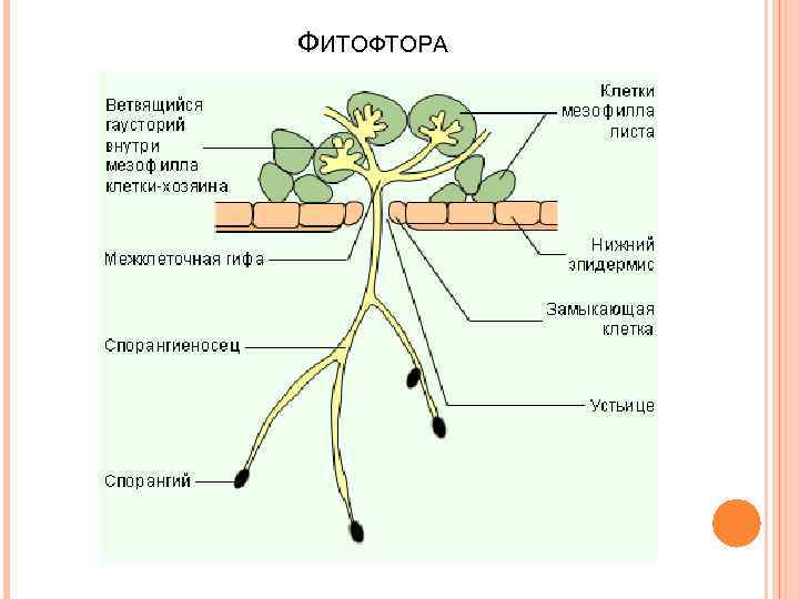 ФИТОФТОРА 