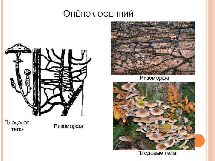 ОПЁНОК ОСЕННИЙ Ризоморфа Плодовое тело Ризоморфа Плодовые тела 