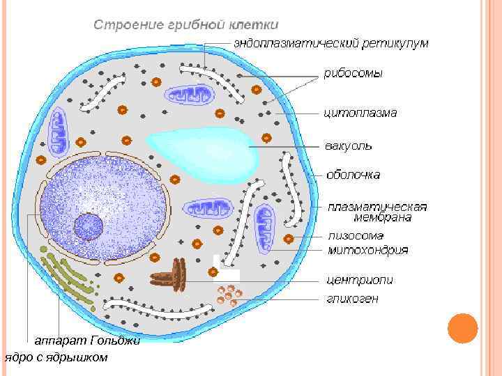 аппарат Гольджи ядро с ядрышком 