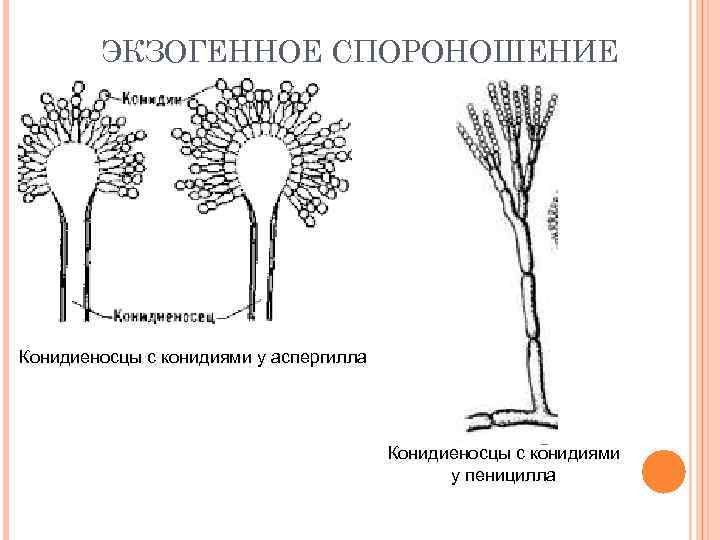 ЭКЗОГЕННОЕ СПОРОНОШЕНИЕ Конидиеносцы с конидиями у аспергилла Конидиеносцы с конидиями у пеницилла 