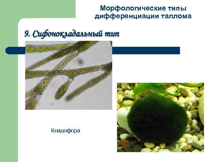 Морфологические типы дифференциации таллома 9. Сифонокладальный тип Кладофора 